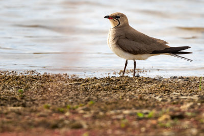 Perdiz-do-mar --- Collared Pranticole --- (Glareola pratincola)