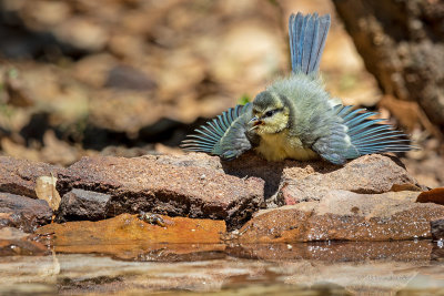 Chapim-azul --- Blue Tit --- (Cyanistes caeruleus )