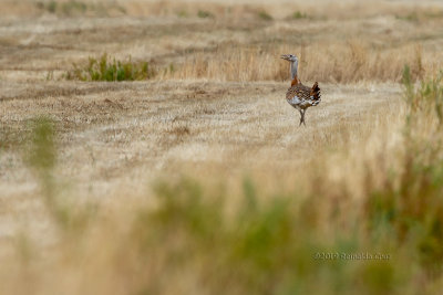 Abetarda  ---  Great Bustard  ---  (Otis tarda)