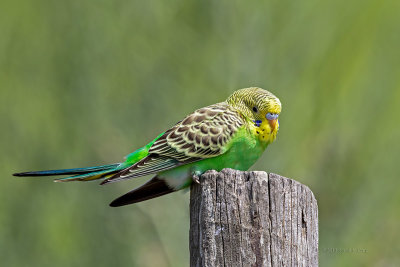 Periquito-comum --- budgerigar  --- (Melopsittacus undulatus)