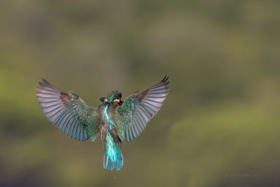 Guarda-rios  ---  Kingfisher  ---  (Alcedo atthis)