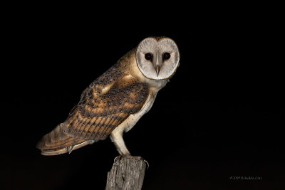 Coruja-das-torres  ---  Barn Owl  ---  (Tyto alba)