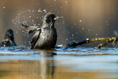 Estorninho-preto  ---  Spotless Starling  ---  (Sturnus unicolor)