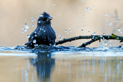 Estorninho-preto  ---  Spotless Starling  ---  (Sturnus unicolor)