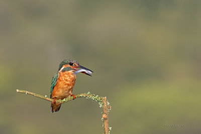 Guarda-rios  ---  Kingfisher  ---  (Alcedo atthis)