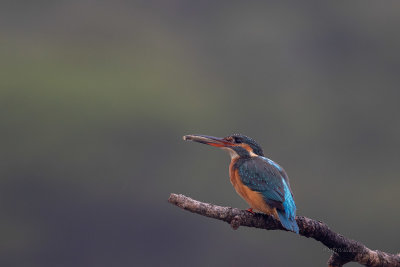 Guarda-rios  ---  Kingfisher  ---  (Alcedo atthis)