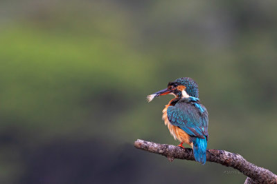 Guarda-rios  ---  Kingfisher  ---  (Alcedo atthis)