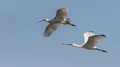 Colhereiro  ---  Spoonbill  ---  (Platalea leucorodia)