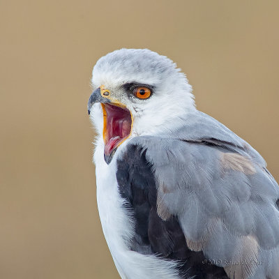 Peneireiro-cinzento  ---  Black-shouldered Kite  ---  (Elanus caeruleus)
