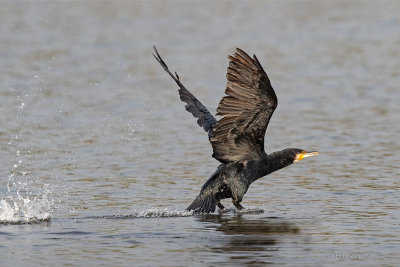 Corvo-marinho  ---  Cormorant  ---  (Phalacrocorax carbo)