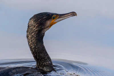 Corvo-marinho  ---  Cormorant  ---  (Phalacrocorax carbo)