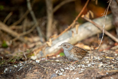 Ferreirinha  ---  Dunnock  ---  (Prunella modularis)