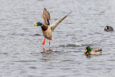 Pato-real  ---  Mallard  ---  (Anas platyrhynchos)