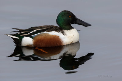 Pato-colhereiro  ---  Shoveler  ---  (Anas clypeata)