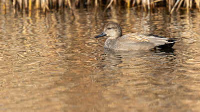 Frisada  ---  Gadwall  ---  (Anas strepera)