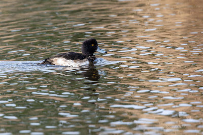 Negrinha  ---  Tuffed Duck  ---  (Aythya fuligula)