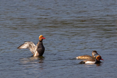 Pato-de-bico-vermelho  ---  Red-crested Pochard  ---  (Netta rufina)