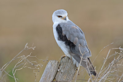 Peneireiro-cinzento  ---  Black-shouldered Kite  ---  (Elanus caeruleus)