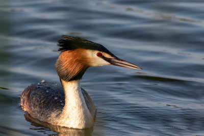 Mergulho-de-poupa  ---  Great-crested Greb  ---  (Podiceps cristatus)