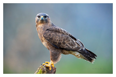 guia-dasa-redonda  ---  Buzzard  ---  (Buteo buteo)