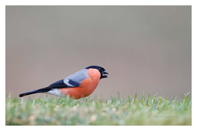 Dom-fafe  ---  Bullfinch  ---  (Pyrrhula pyrrhula)