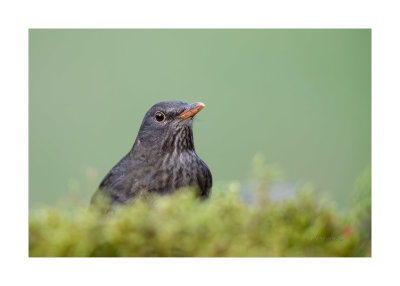Melro  ---  Black Bird  ---  (Turdus merula)