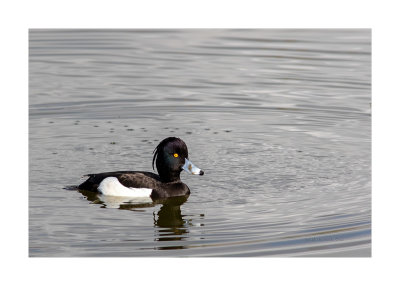 Negrinha  ---  Tuffed Duck  ---  (Aythya fuligula)