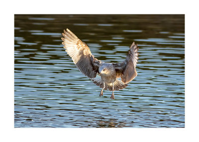 Gaivota-de-patas-amarelas  ---  Yellow-legged Gull  ---  (Larus michahellis)