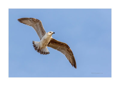 Gaivota-de-patas-amarelas  ---  Yellow-legged Gull  ---  (Larus michahellis)