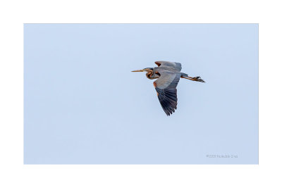 Gara-vermelha  ---  Purple Heron  ---  (Ardea purpurea)