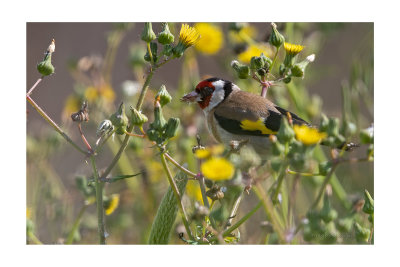 Pintassilgo  ---  Goldfinch  ---  (Carduelis carduelis)