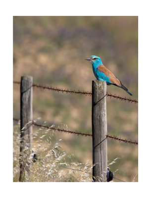 Rolieiro  ---  Roller  ---  (Coracias garrulus)