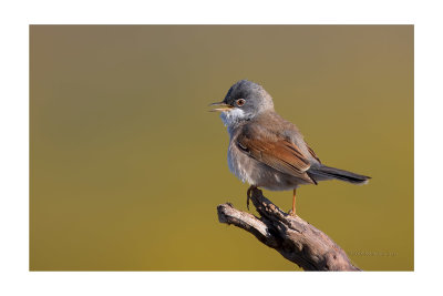 Toutinegra-tomilheira  ---  Spectacled Warbler  ---  (Sylvia conspicillata)