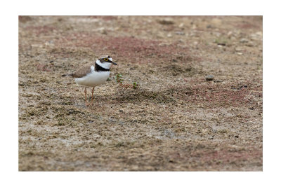 Borrelho-pequeno-de-coleira  ---  Little Ringed Plover  ---  (Charadrius dubius)