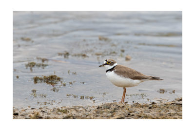 Borrelho-pequeno-de-coleira  ---  Little Ringed Plover  ---  (Charadrius dubius)