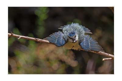 Chapim-azul  ---  Blue Tit  ---  (Cyanistes caeruleus )
