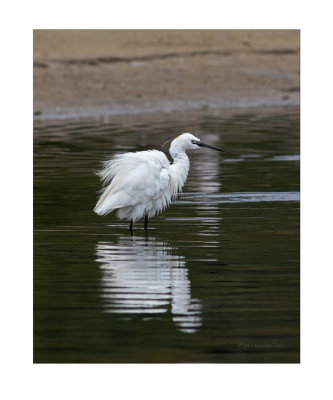 Gara-branca  ---  Little Egret  ---  (Egretta garzetta)