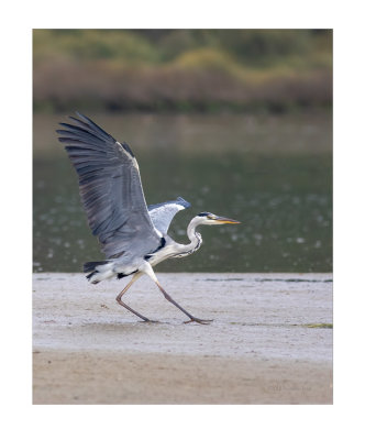 Gara-real  ---  Grey Heron  ---  (Ardea cinerea)