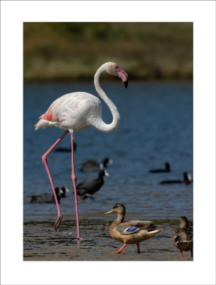 Flamingo  ---  Greater Flamingo  ---  (Phoenicopterus roseus)