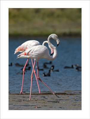 Flamingo  ---  Greater Flamingo  ---  (Phoenicopterus roseus)