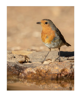 Pisco-de-peito-ruivo  ---  Robin  ---  (Erithacus rubecula)
