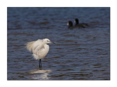 Gara-branca  ---  Little Egret  ---  (Egretta garzetta)