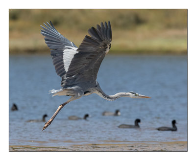 Gara-real  ---  Grey Heron  ---  (Ardea cinerea)