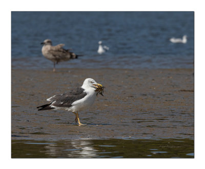 Gaivota-dasa-escura  ---  Lesser Black-backed Gull  ---  (Larus fuscus)
