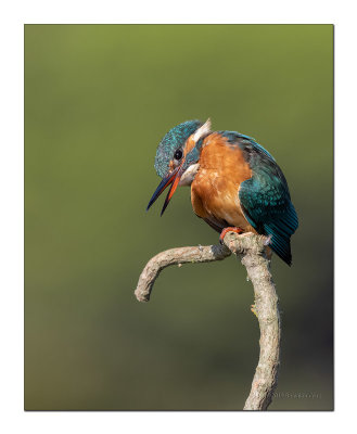 Guarda-rios  ---  Kingfisher  ---  (Alcedo atthis)