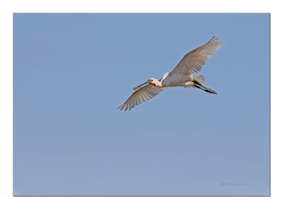 Colhereiro  ---  Spoonbill  ---  (Platalea leucorodia)
