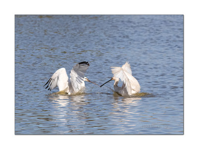 Colhereiro  ---  Spoonbill  ---  (Platalea leucorodia)