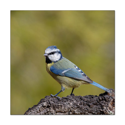 Chapim-azul  ---  Blue Tit  ---  (Cyanistes caeruleus )