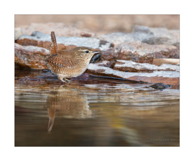 Carria  ---  Wren  ---  (Troglodytes troglodytes)