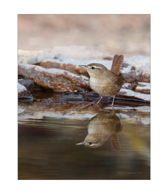 Carria  ---  Wren  ---  (Troglodytes troglodytes)
